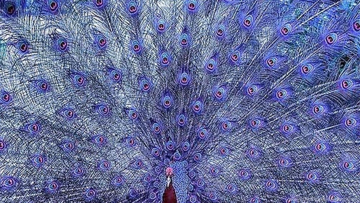 Гиацинтовый попугай