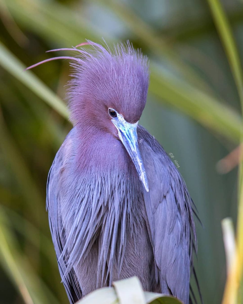 Сиреневогрудая сизоворонка, Coracias caudatus