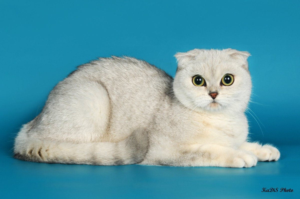 Серебристая шиншилла Шотландская ns25