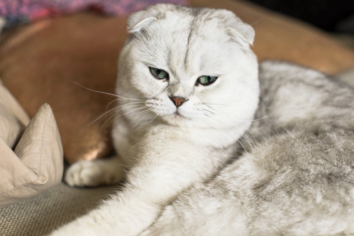 Скоттиш фолд шиншилла