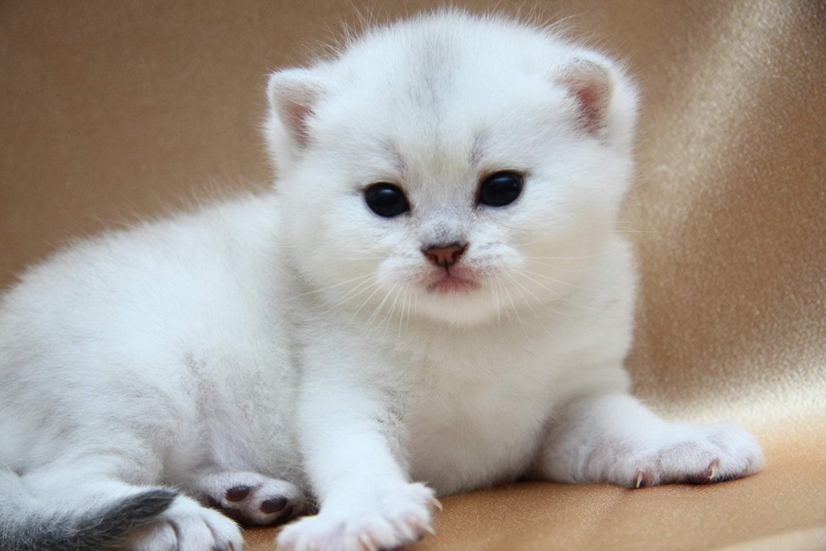Котята породы шиншилла