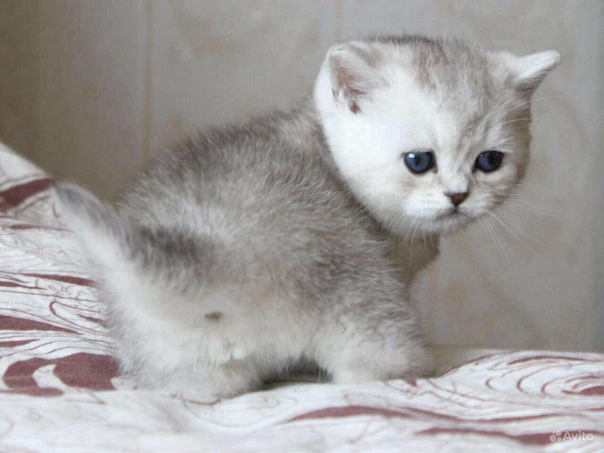 Шотландские котята серебристая шиншилла