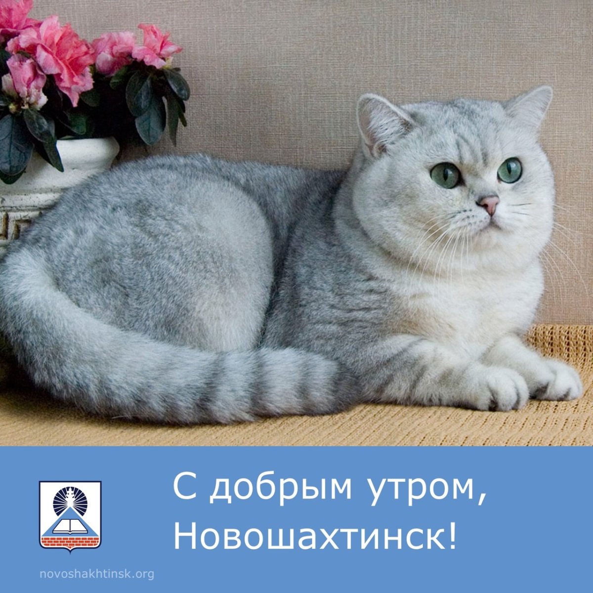 Британская короткошёрстная серебристая шиншилла