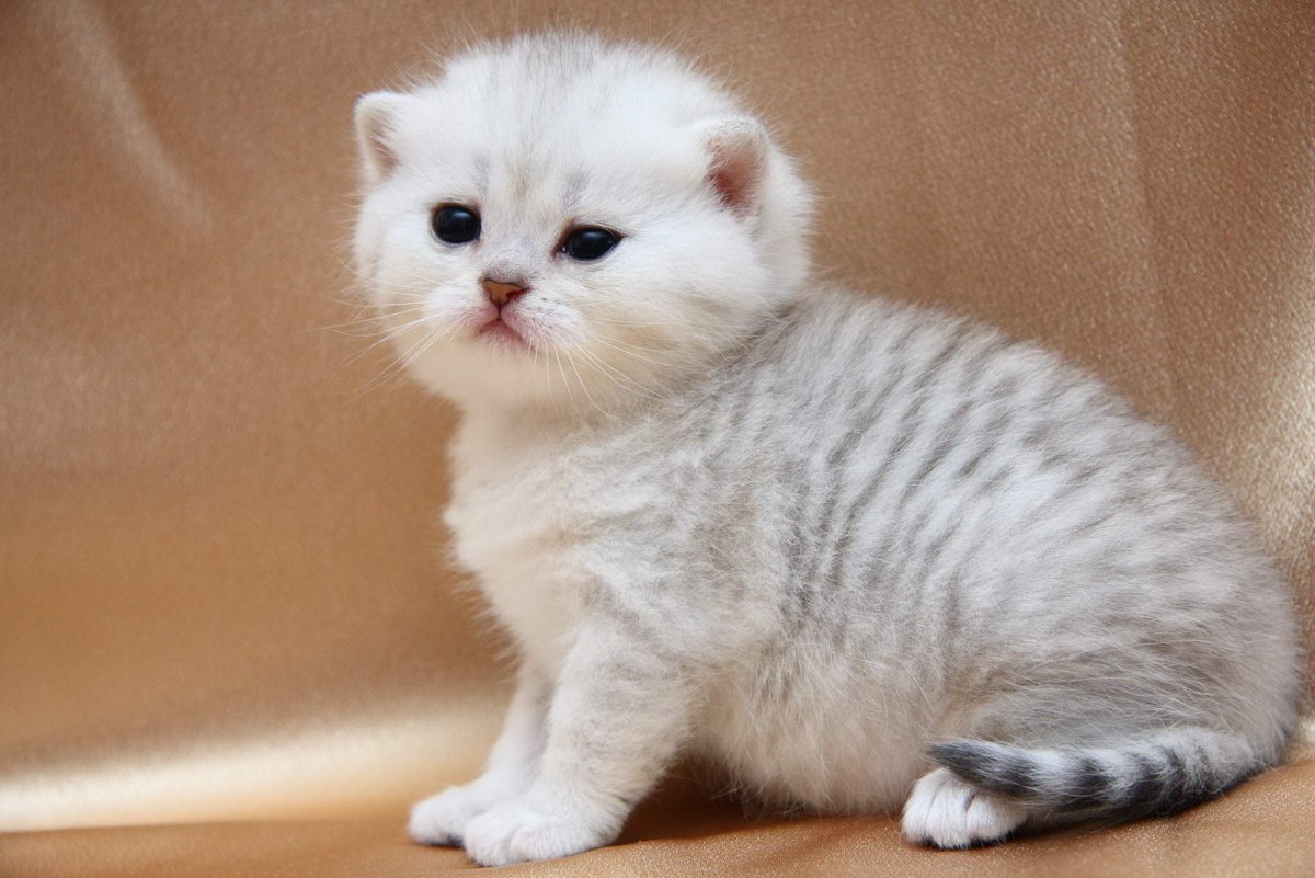 Британская шиншилла котята