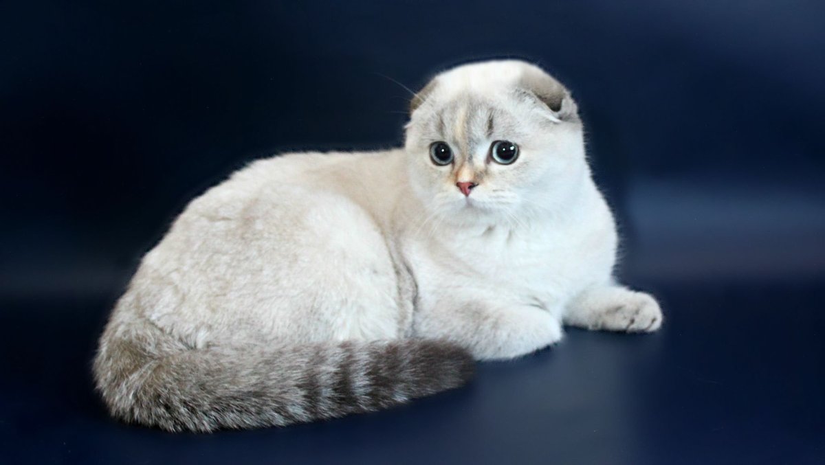 Шотландский скоттиш фолд Линкс поинт