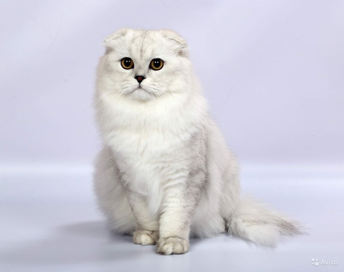Шотландская вислоухая шиншилла длинношёрстная
