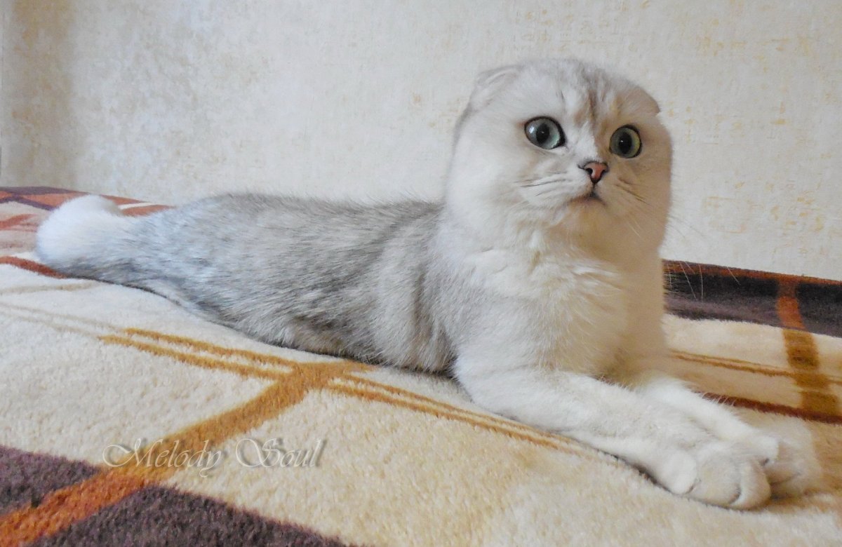 Вислоухий скоттиш фолд ns11 затушеванный