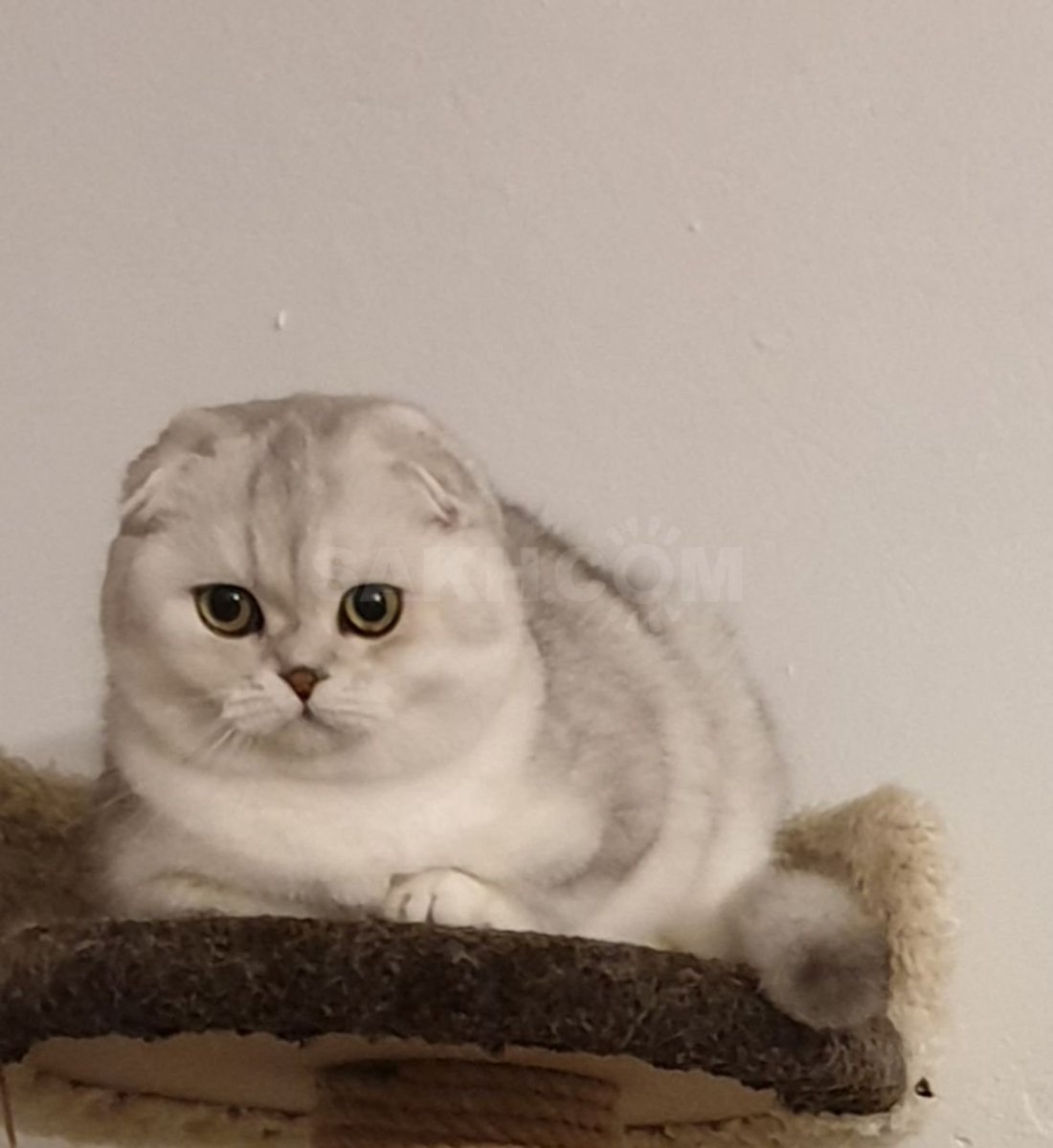 Скотти фолд шиншилла