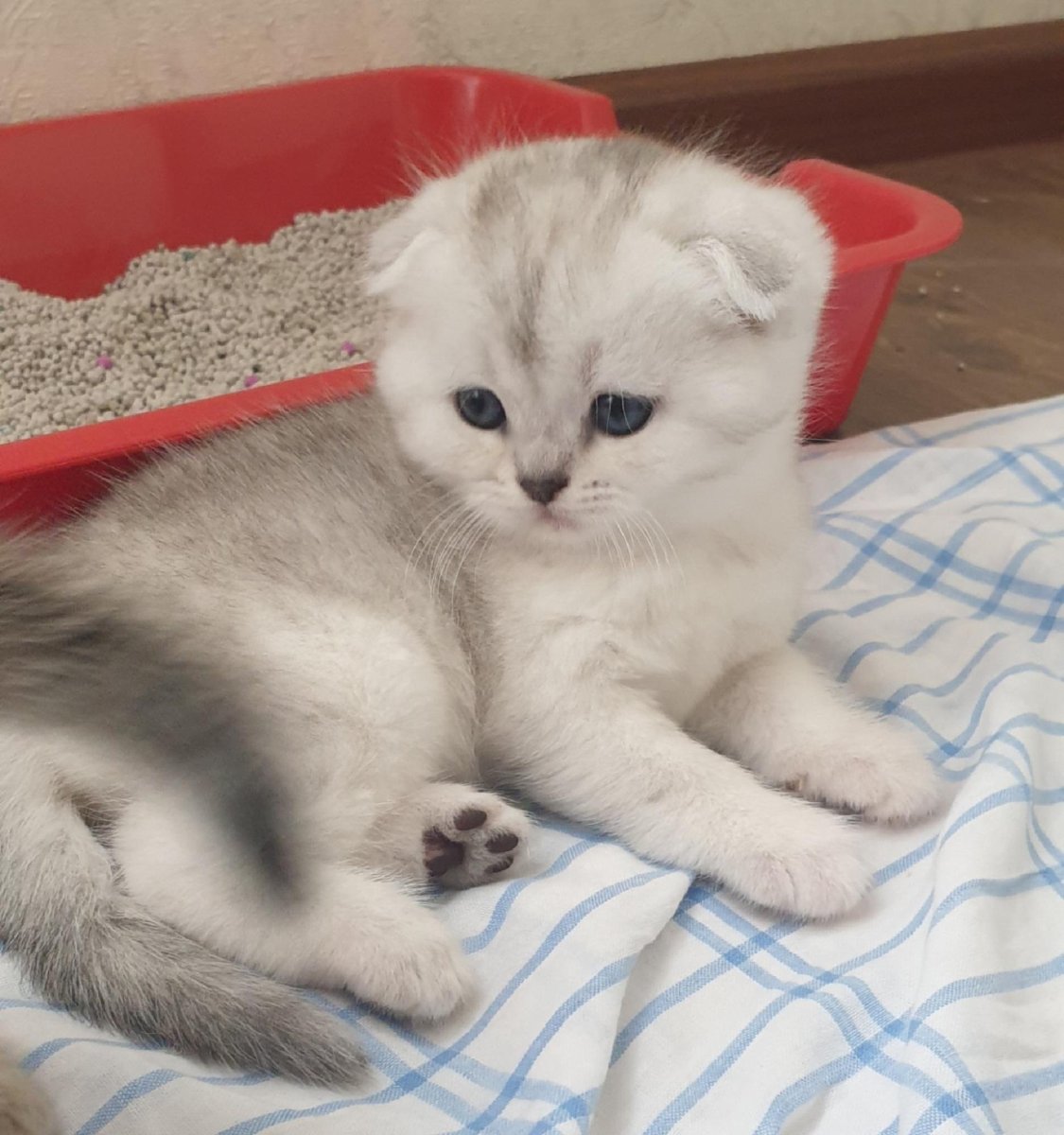 Шотландская вислоухая кошка шиншилла серебристая