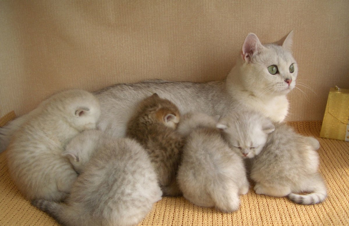 Новорожденные котята Шотландские Золотая шиншилла