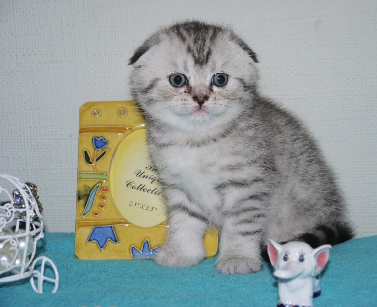 Британская шиншилла и Шотландская вислоухая котята