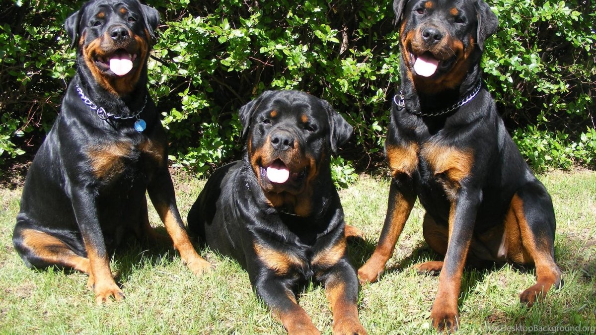 Собака ротвейлер