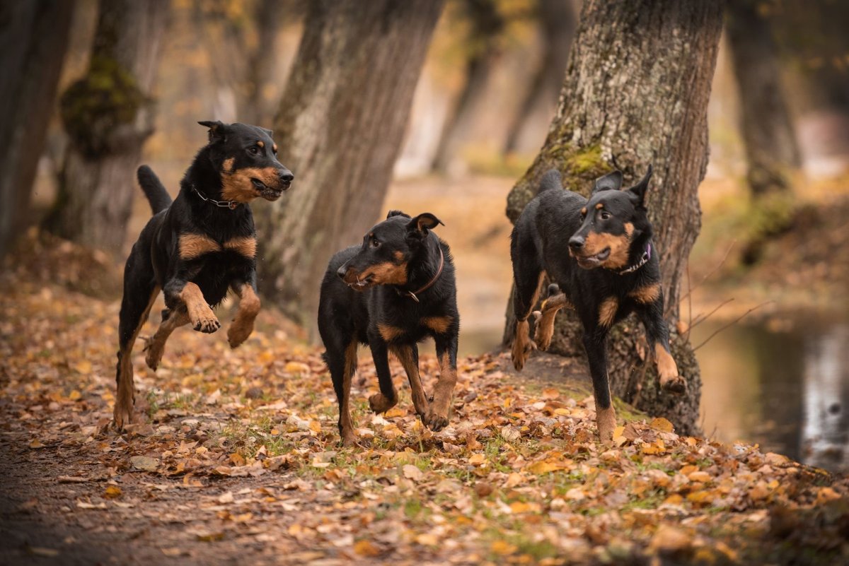 Ротвейлер и Доберман , Босерон