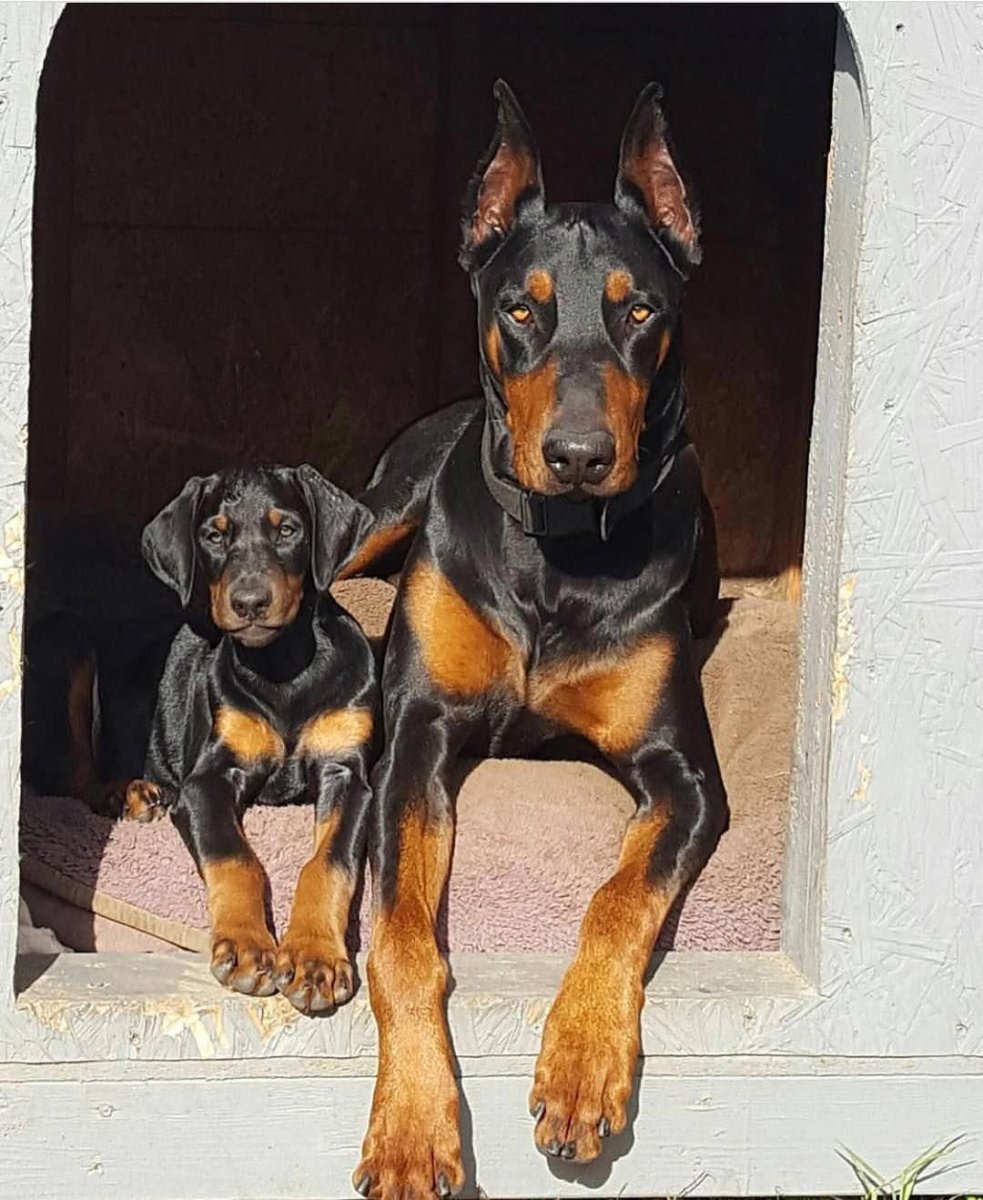 Доберман пинчер и ротвейлер