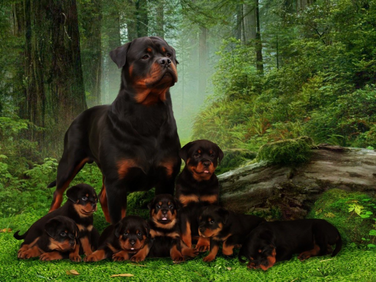 Ротвейлер группа FCI