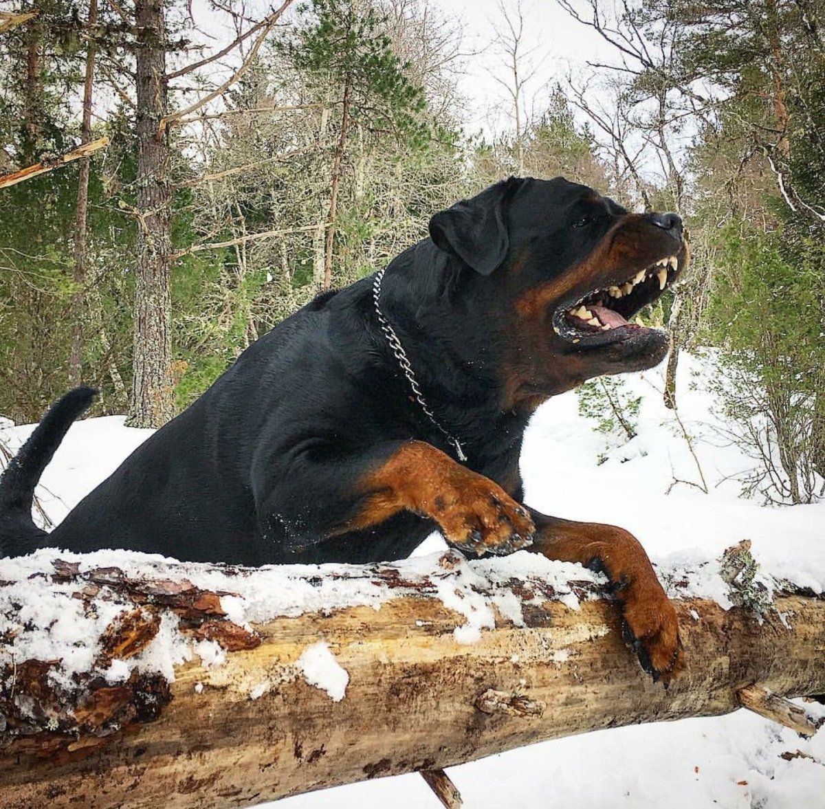 Ротвейлер собака убийца
