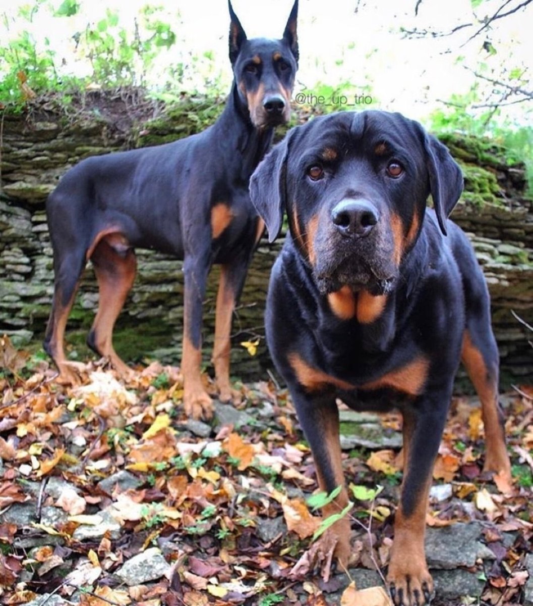 Доберман пинчер и ротвейлер