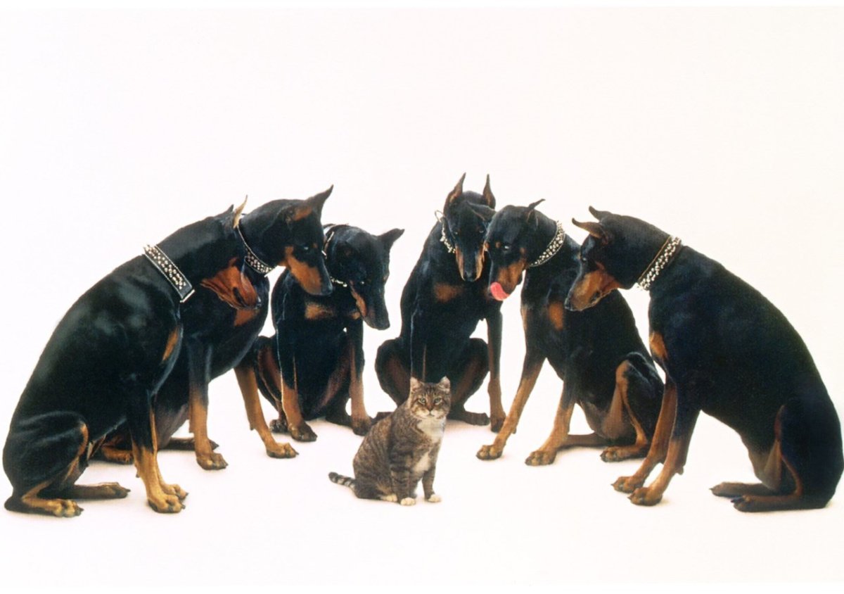 Доберман и кот