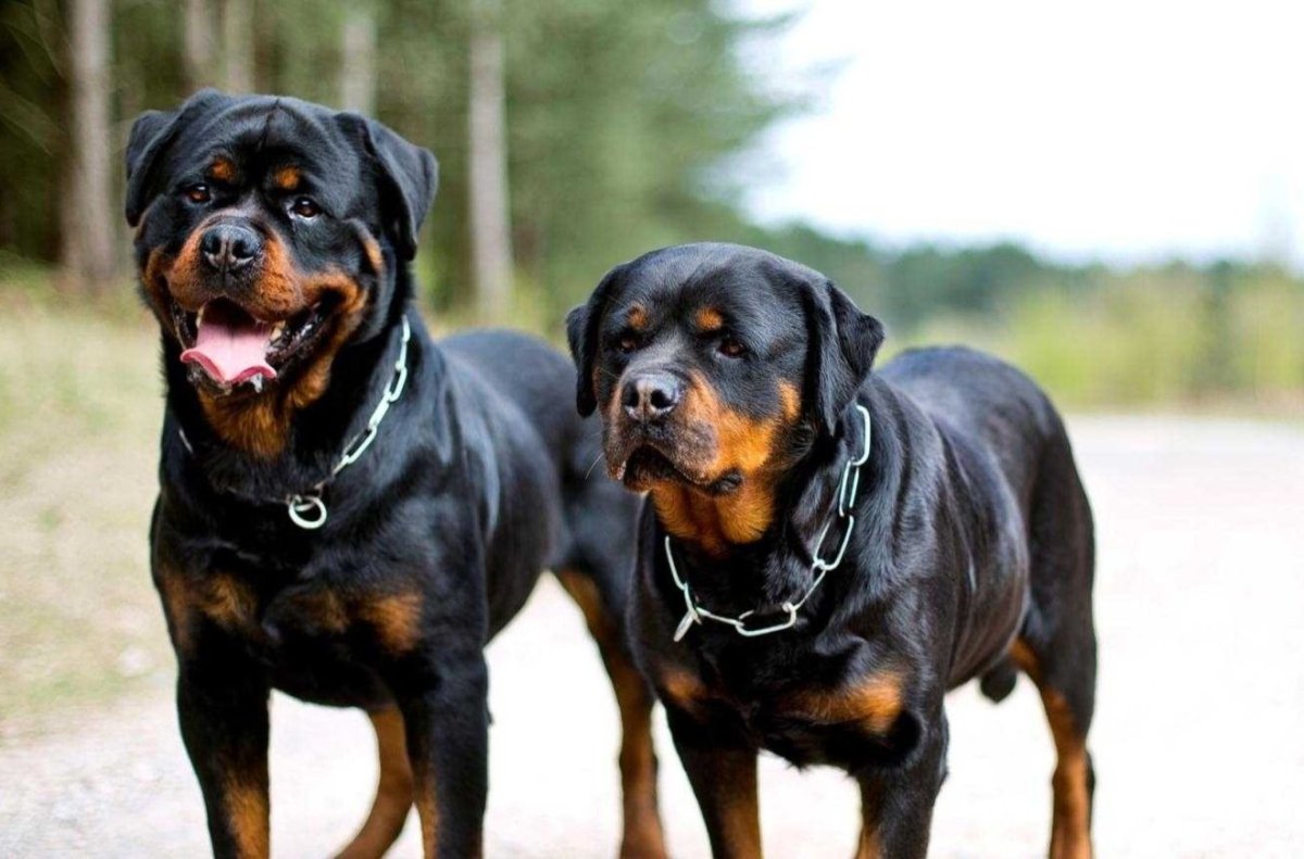 Собака ротвейлер