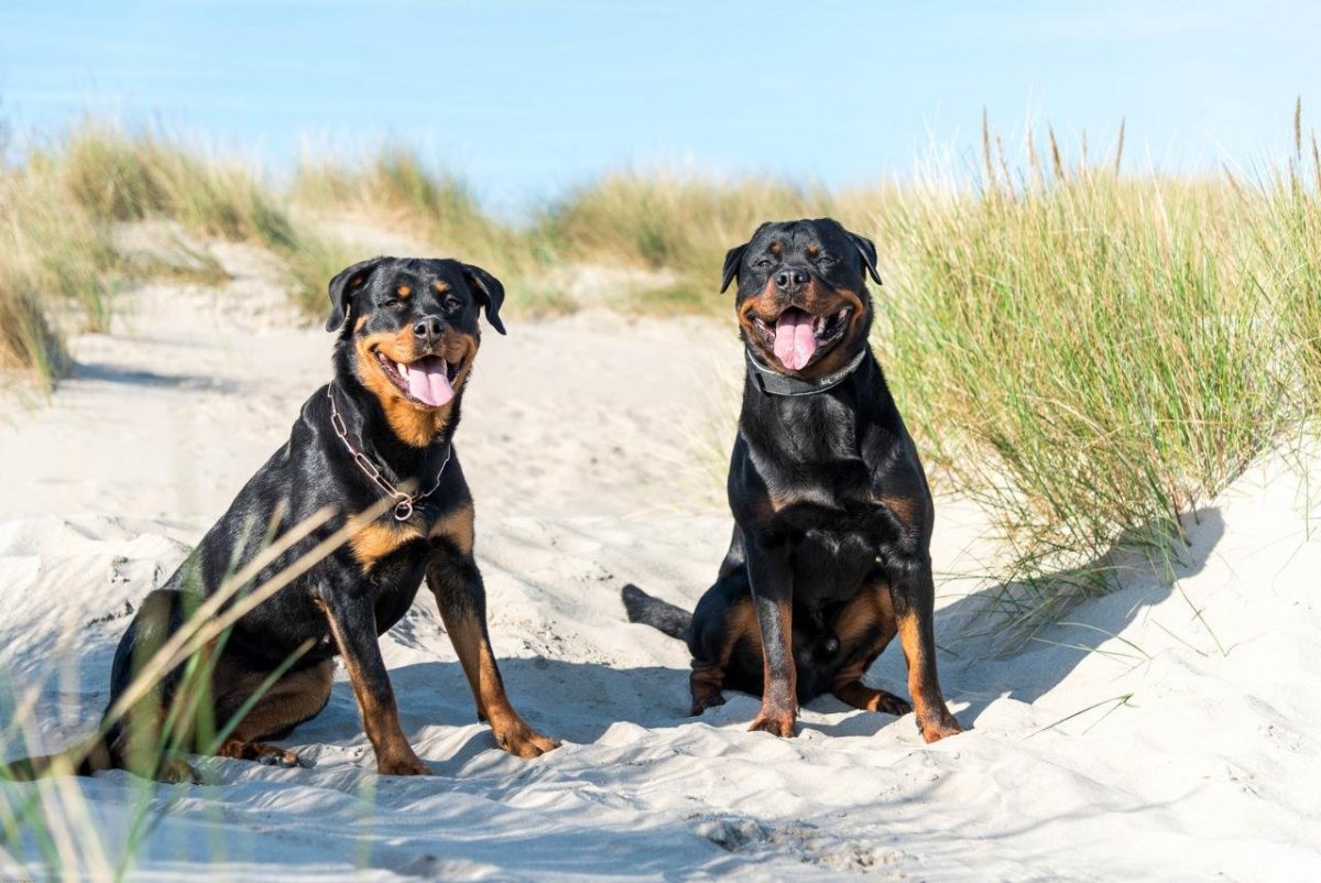 2 Типа ротвейлера