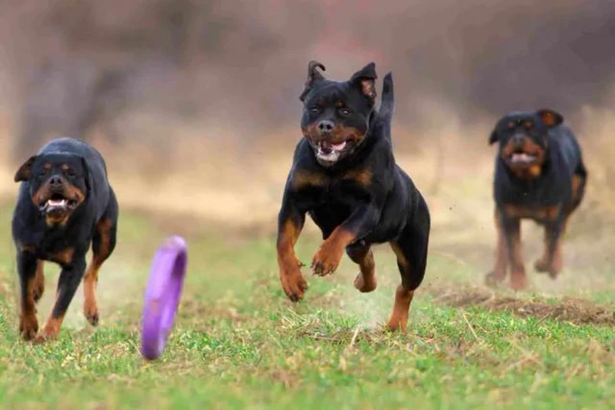 Ротвейлер и Доберман