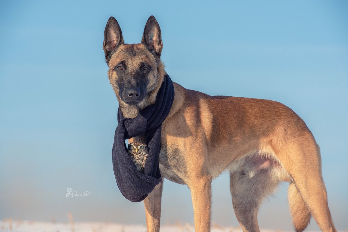 Бельгийский малинуа Инго