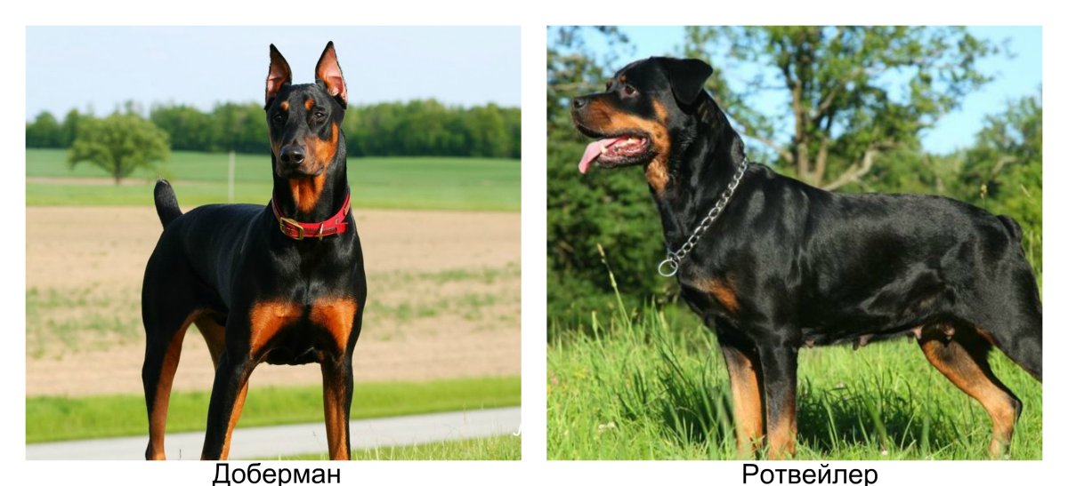 Ротвейлер и Доберман