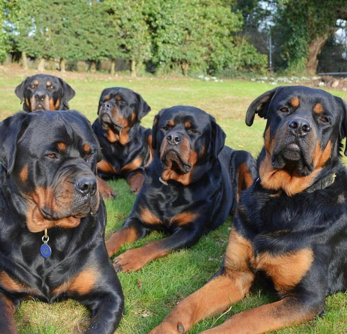 Доберман ротвейлер и овчарка