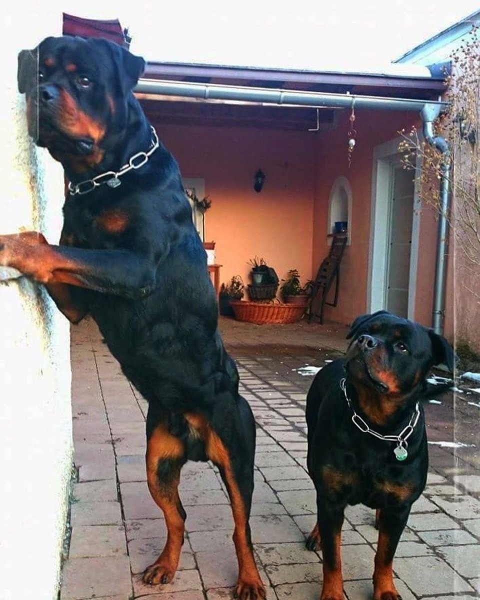 Собака Доберман собака ротвейлер