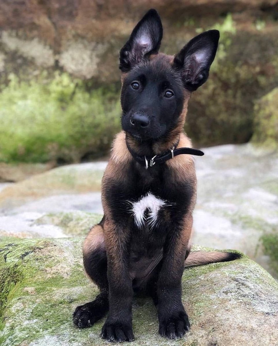 Бельгийская овчарка малинуа темная