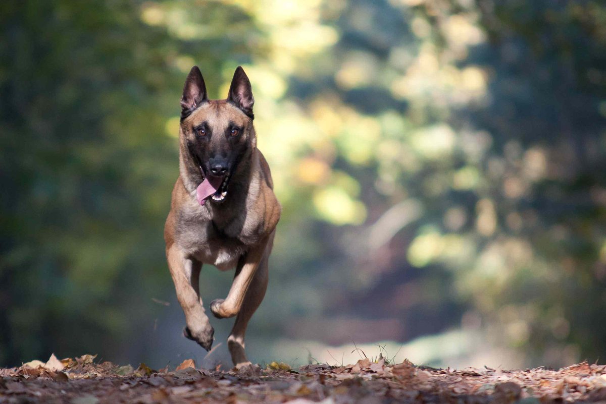 Малая Бельгийская овчарка