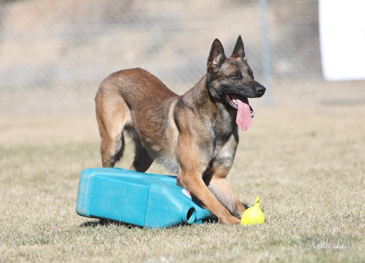 Малинуа спрингпол