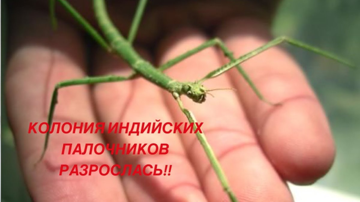 Гигантский индонезийский палочник