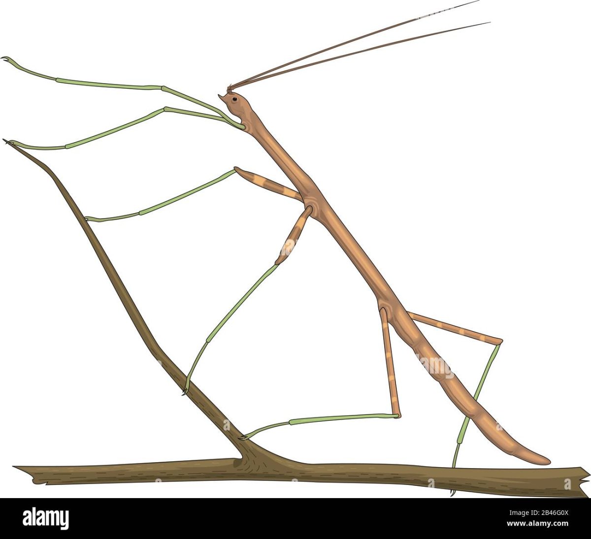 Палочник Гермагор