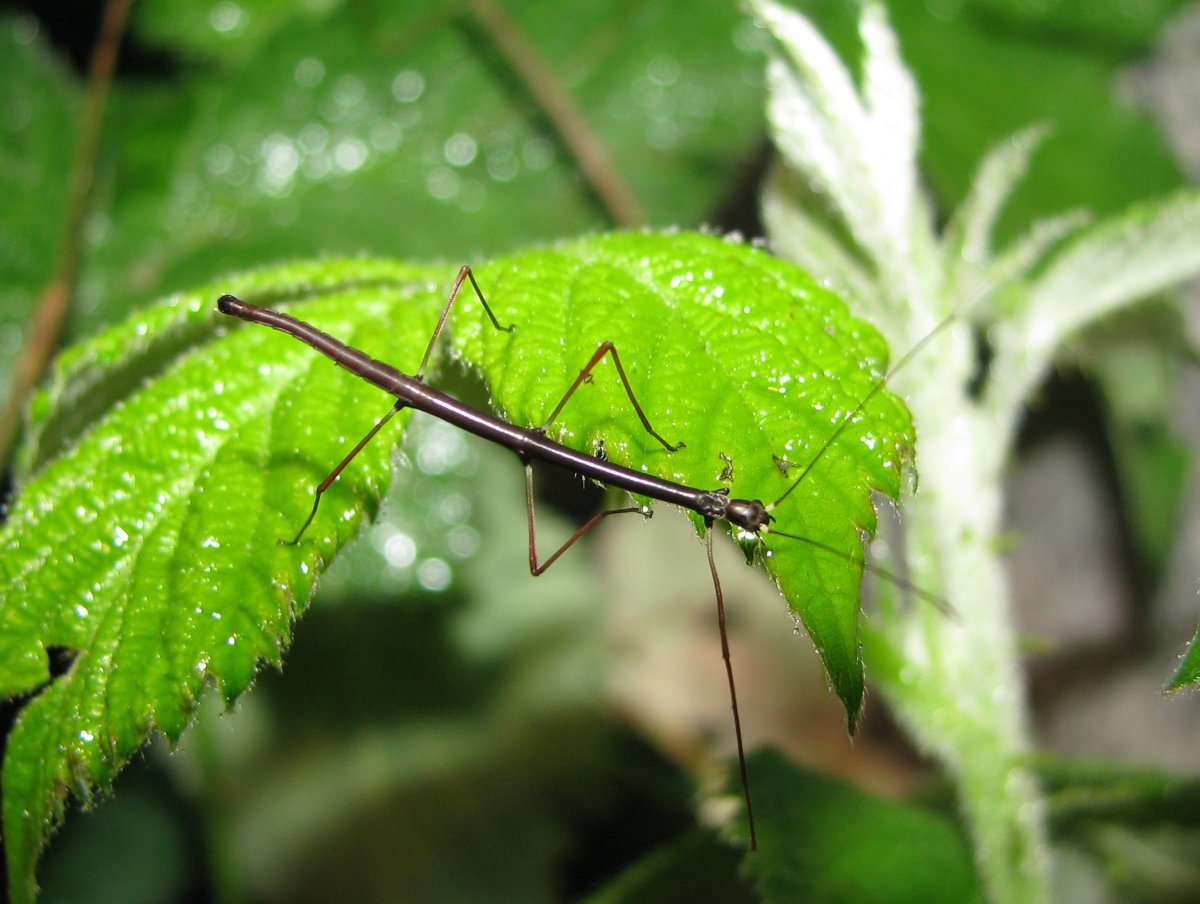 Аннамский палочник