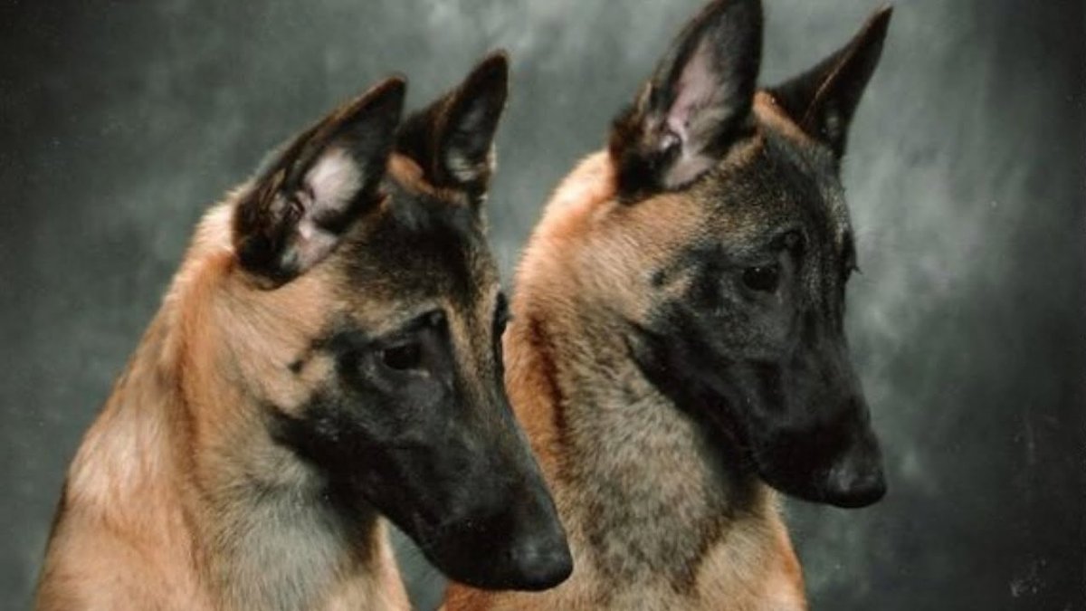 Бельгийская овчарка малинуа рабочая