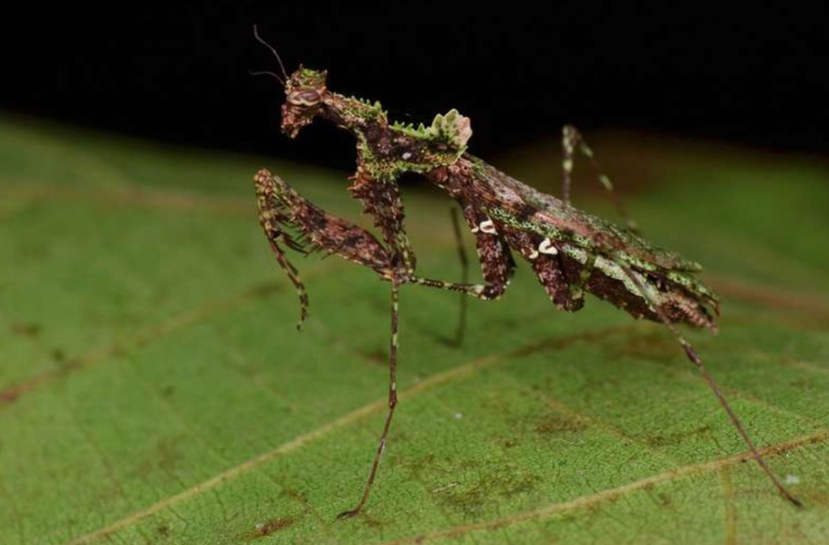 Паук палочник