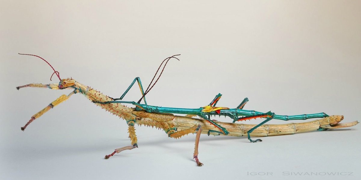 Палочник с крыльями