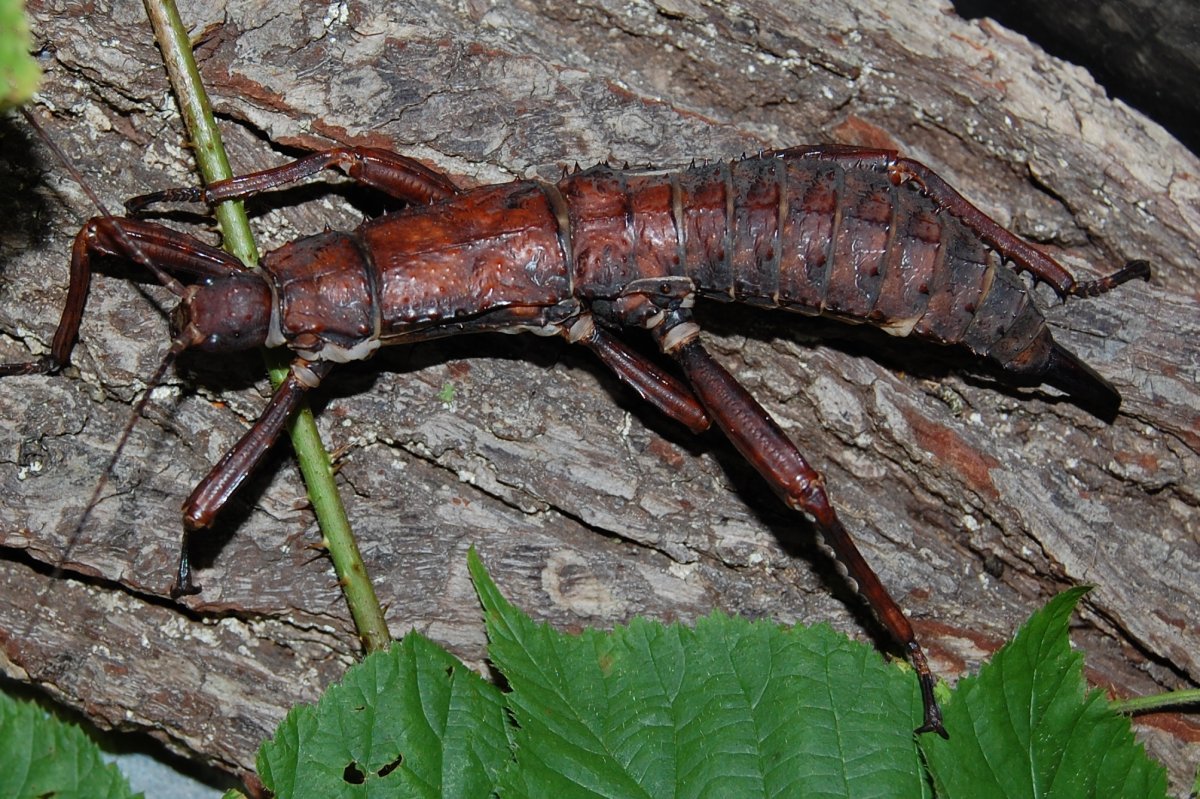 Насекомое палка