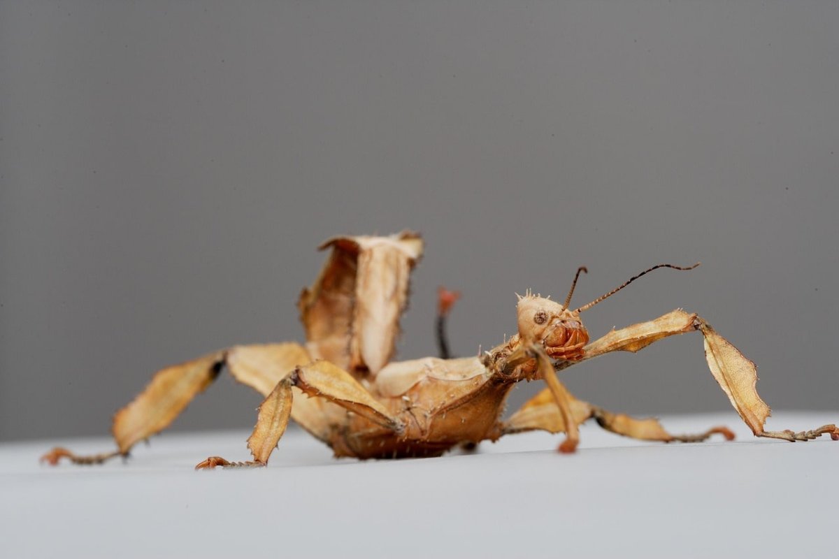 Палочник Extatosoma tiaratum