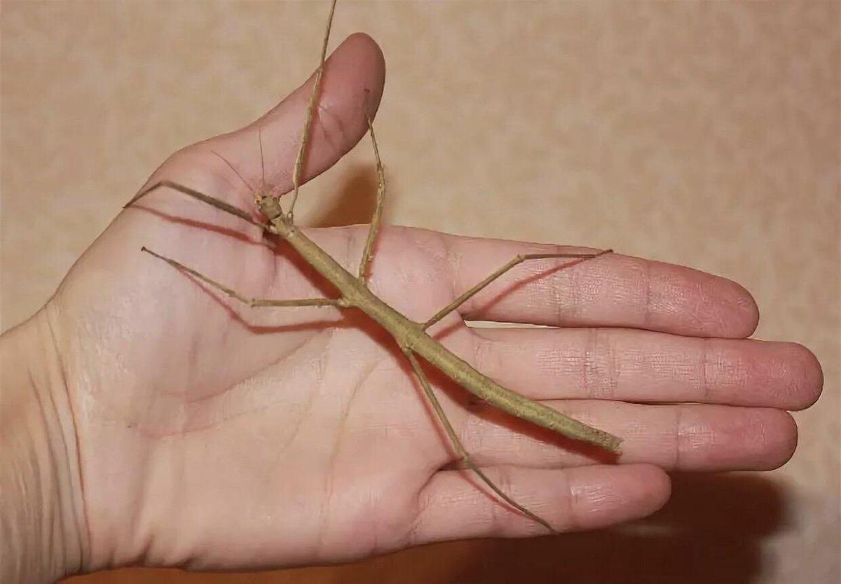 Жук палочник