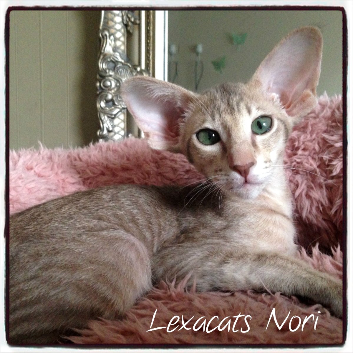 Мейн кун Блэк Солид