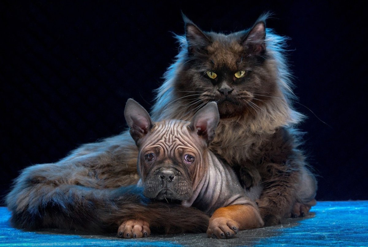 Кошка Мейн кун Валькирия