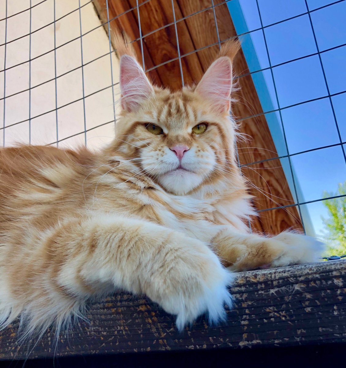 Манчкин Мейн кун помесь