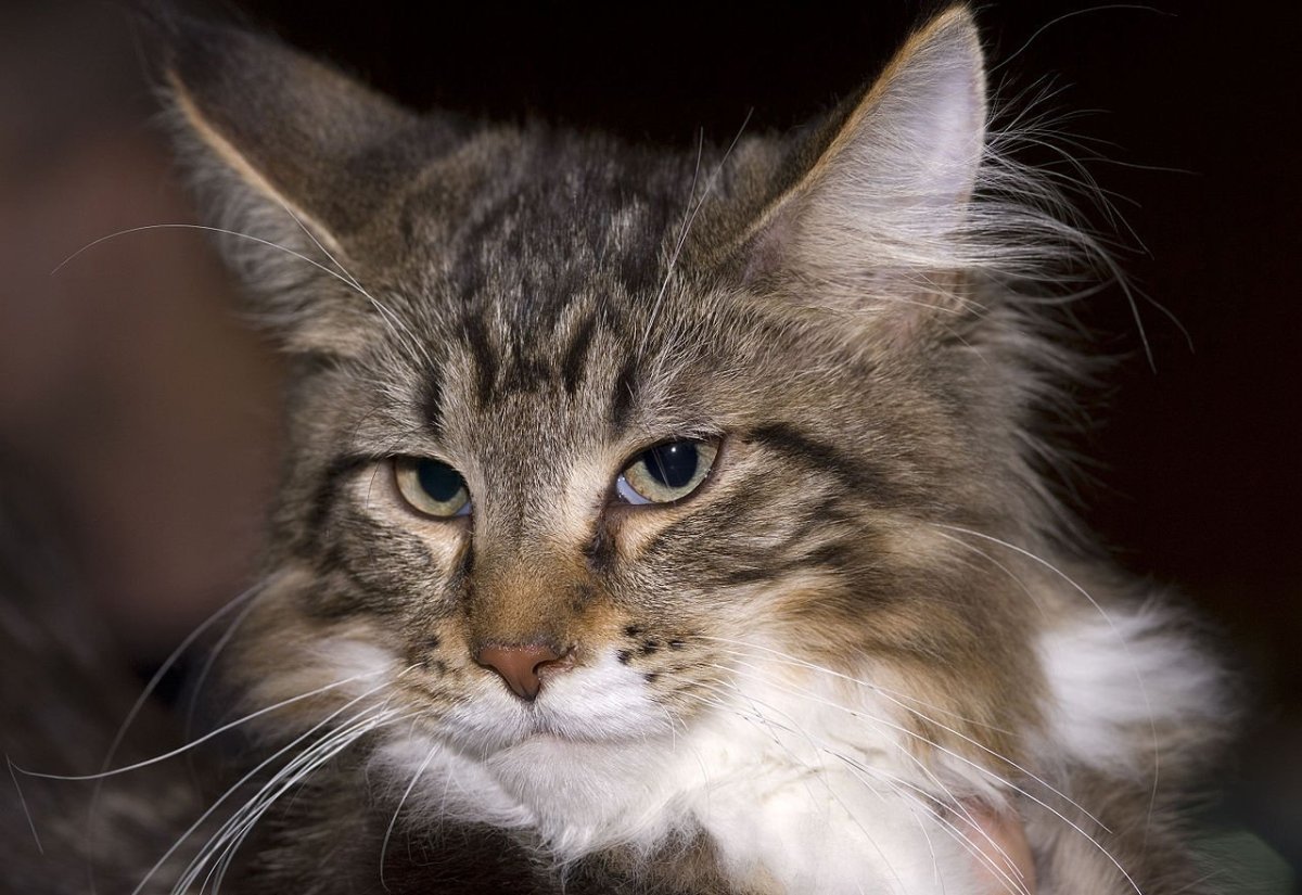 Мейн кун Валькирия