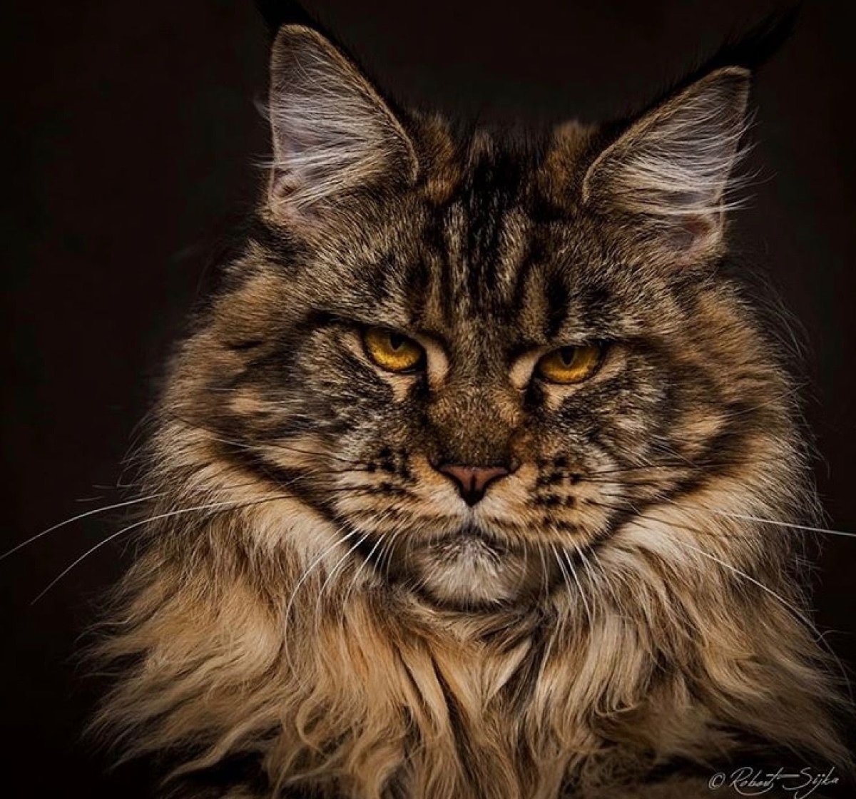 Мейн кун Аборигенная порода