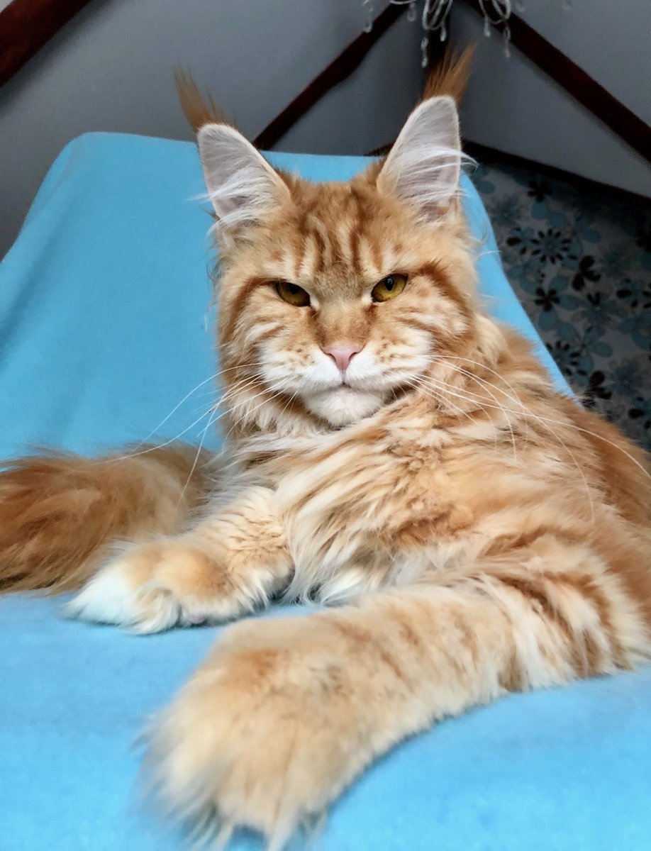 Порода Мейн кун Валькирия