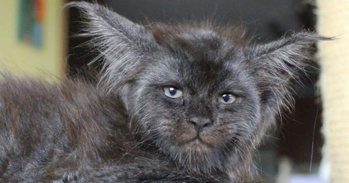 Кошка Мейн кун Валькирия