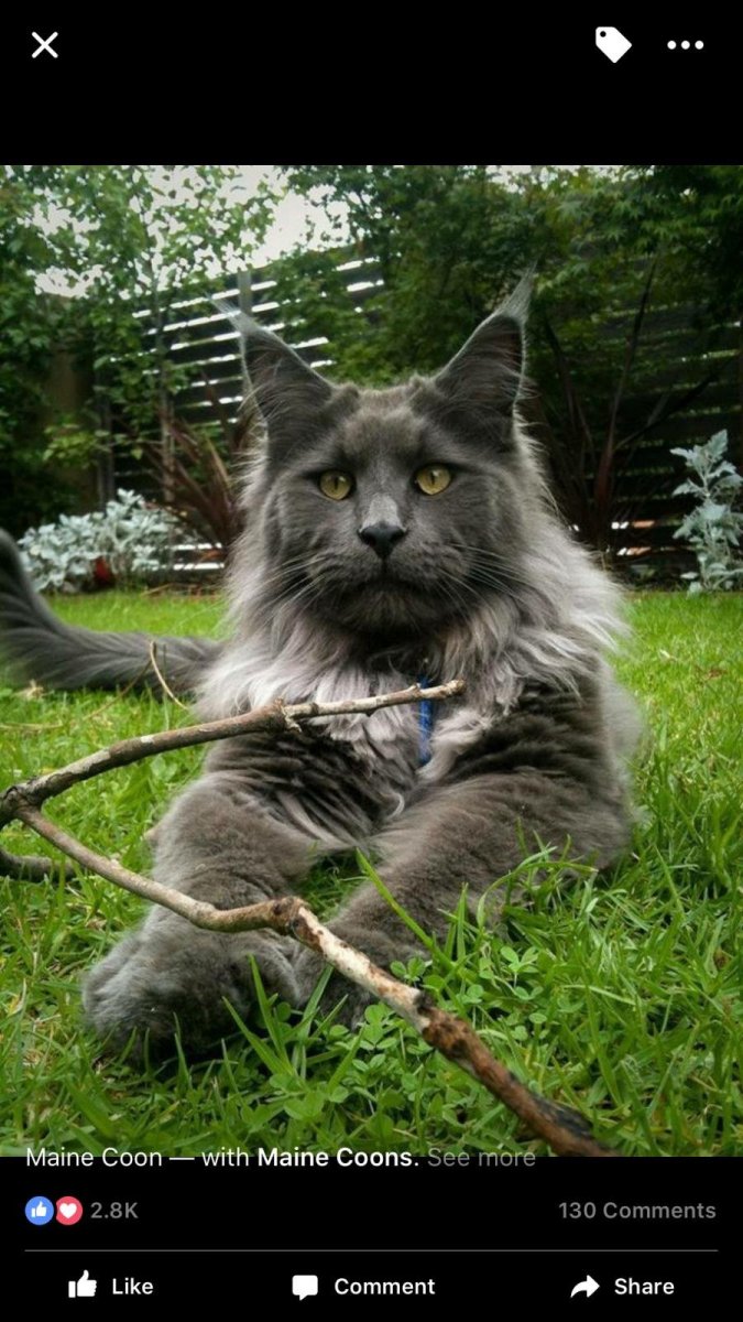 Большой шлёпа каракал