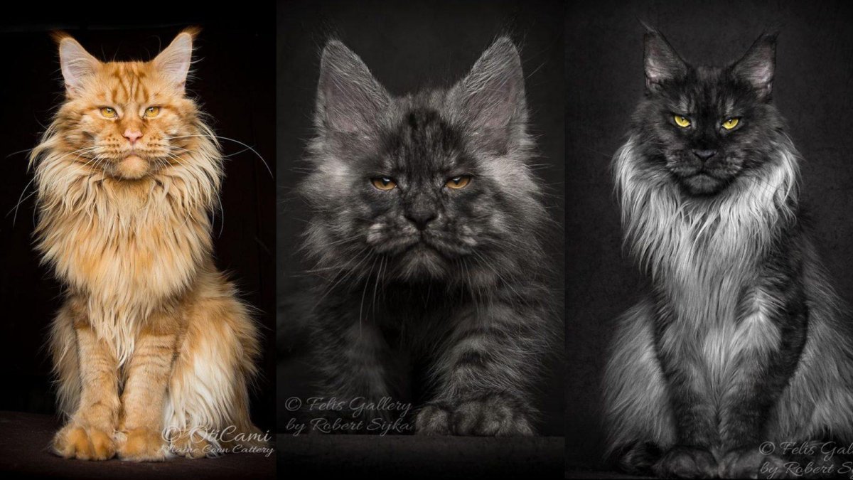 Кот Мэй кун